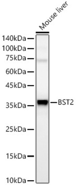 Invitrogen BST-2 Recombinant Rabbit Monoclonal Antibody (4L6O2) 100 &mu;L;