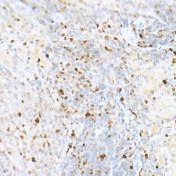 Invitrogen MCM2 Recombinant Rabbit Monoclonal Antibody (8E8O10) 100 &mu;L;