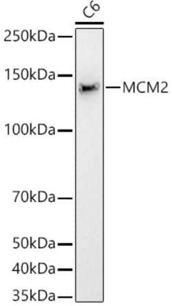 Invitrogen MCM2 Recombinant Rabbit Monoclonal Antibody (8E8O10) 100 &mu;L;