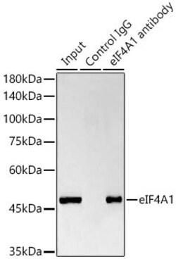 Invitrogen eIF4A1 Recombinant Rabbit Monoclonal Antibody (3T7U10) 100 &mu;L;