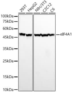 Invitrogen eIF4A1 Recombinant Rabbit Monoclonal Antibody (3T7U10) 100 &mu;L;