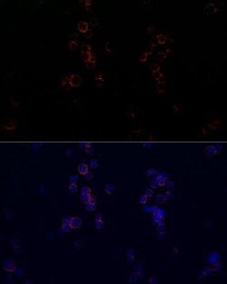 Invitrogen CD162 Recombinant Rabbit Monoclonal Antibody (8C3X6) 100 &mu;L;