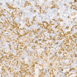 Invitrogen CD162 Recombinant Rabbit Monoclonal Antibody (8C3X6) 100 &mu;L;
