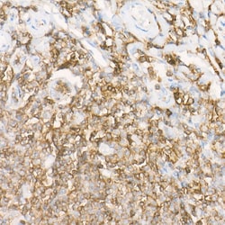 Invitrogen CD162 Recombinant Rabbit Monoclonal Antibody (8C3X6) 100 &mu;L;