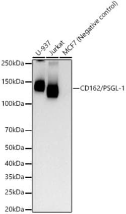 Invitrogen CD162 Recombinant Rabbit Monoclonal Antibody (8C3X6) 100 &mu;L;