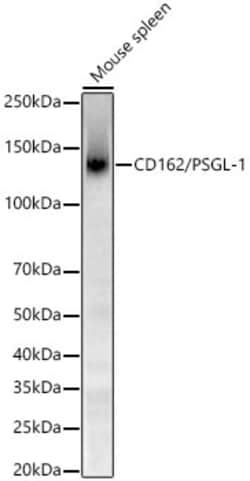 Invitrogen CD162 Recombinant Rabbit Monoclonal Antibody (8C3X6) 100 &mu;L;