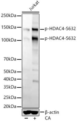 Invitrogen Phospho-HDAC4 (Ser632) Recombinant Rabbit Monoclonal Antibody
