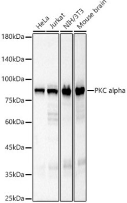 Invitrogen PKC alpha Recombinant Rabbit Monoclonal Antibody (8O4U8) 100