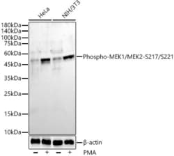 Invitrogen Phospho-MEK1/MEK2 (Ser217, Ser221) Recombinant Rabbit Monoclonal Antibody (8O3V3) 100 &mu;L | Buy Online | Invitrogen&trade; | Fisher Scientific