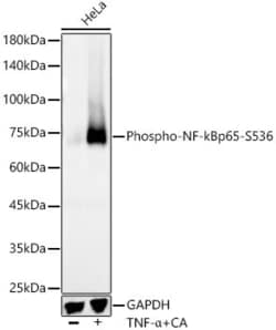 Invitrogen Phospho-NFkB p65 (Ser536) Recombinant Rabbit Monoclonal Antibody