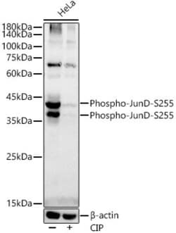 Invitrogen Phospho-JunD (Ser255) Recombinant Rabbit Monoclonal Antibody
