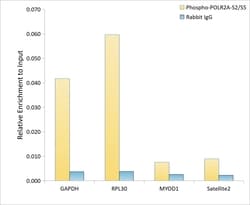 Invitrogen Phospho-RNA pol II CTD (Ser2, Ser5) Recombinant Rabbit Monoclonal