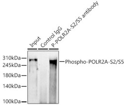 Invitrogen Phospho-RNA pol II CTD (Ser2, Ser5) Recombinant Rabbit Monoclonal
