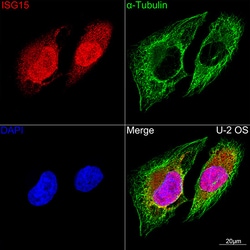 Invitrogen ISG15 Recombinant Rabbit Monoclonal Antibody (2C6V1) 100 &mu;L;