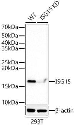 Invitrogen ISG15 Recombinant Rabbit Monoclonal Antibody (2C6V1) 100 &mu;L;