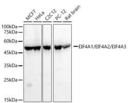 Invitrogen EIF4A1/EIF4A2/EIF4A3 Recombinant Rabbit Monoclonal Antibody