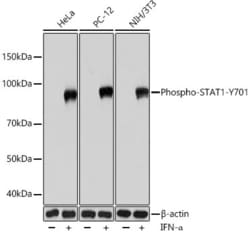 Invitrogen Phospho-STAT1 (Tyr701) Recombinant Rabbit Monoclonal Antibody
