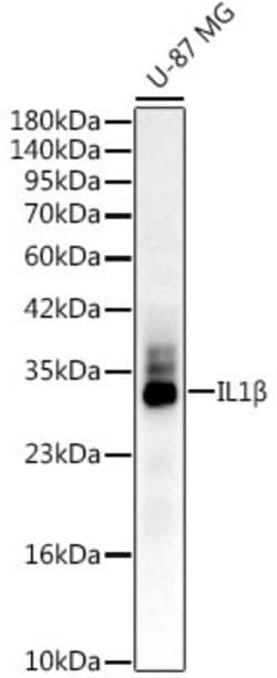 Invitrogen IL-1 beta Recombinant Rabbit Monoclonal Antibody (8S9X4) 100 &mu;L | Buy Online | Invitrogen&trade; | Fisher Scientific