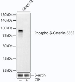 Invitrogen Phospho-beta Catenin (Ser552) Recombinant Rabbit Monoclonal