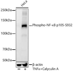 Invitrogen Phospho-NFkB p105 (Ser932) Recombinant Rabbit Monoclonal Antibody