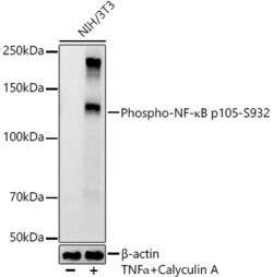 Invitrogen Phospho-NFkB p105 (Ser932) Recombinant Rabbit Monoclonal Antibody