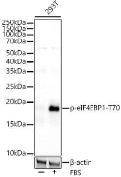 Invitrogen Phospho-4EBP1 (Thr70) Recombinant Rabbit Monoclonal Antibody