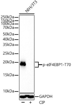 Invitrogen Phospho-4EBP1 (Thr70) Recombinant Rabbit Monoclonal Antibody