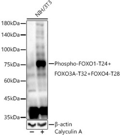 Invitrogen Phospho-FOXO1/FOXO3/FOXO4 (Thr24, Thr32, Thr28) Recombinant