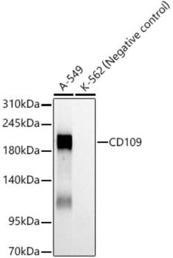 Invitrogen CD109 Recombinant Rabbit Monoclonal Antibody (2Z2A1) 100 &mu;L;