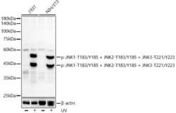 Invitrogen Phospho-JNK1/JNK2/JNK3 (Thr183, Tyr185, Thr221, Tyr223) Recombinant