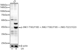 Invitrogen Phospho-JNK1/JNK2/JNK3 (Thr183, Tyr185, Thr221, Tyr223) Recombinant