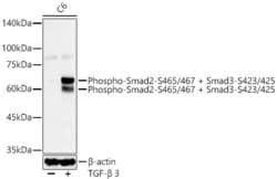 Invitrogen Phospho-SMAD2/SMAD3 (Ser465, Ser467, Ser423, Ser425) Recombinant