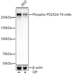 Invitrogen Phospho-RNA pol II CTD (Thr4) Recombinant Rabbit Monoclonal Antibody (10A5H5) 100 &mu;L | Buy Online | Invitrogen&trade; | Fisher Scientific