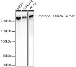 Invitrogen Phospho-RNA pol II CTD (Thr4) Recombinant Rabbit Monoclonal Antibody (10A5H5) 100 &mu;L | Buy Online | Invitrogen&trade; | Fisher Scientific