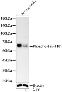 Invitrogen Phospho-Tau (Thr181) Recombinant Rabbit Monoclonal Antibody