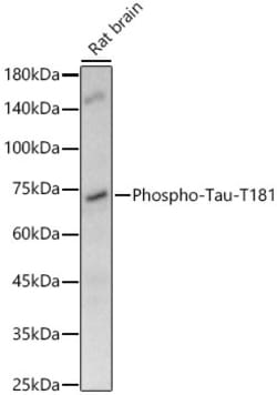 Invitrogen Phospho-Tau (Thr181) Recombinant Rabbit Monoclonal Antibody