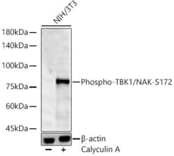 Invitrogen Phospho-TBK1 (Ser172) Recombinant Rabbit Monoclonal Antibody (5O6Y6) 100 &mu;L | Buy Online | Invitrogen&trade; | Fisher Scientific