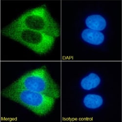 Invitrogen™ Ganglioside GM2 Chimeric Recombinant Rabbit Monoclonal Antibody (KM966)