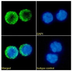 Invitrogen&trade;&nbsp;Tabalumab Chimeric Recombinant Rabbit Monoclonal Antibody (Tabalumab)