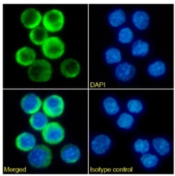 Invitrogen&trade;&nbsp;CD3e Chimeric Recombinant Rabbit Monoclonal Antibody (898H2-6-15)