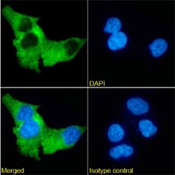 Invitrogen&trade;&nbsp;PD-L1 (CD274) Chimeric Recombinant Rabbit Monoclonal Antibody (XGMHc25.1)