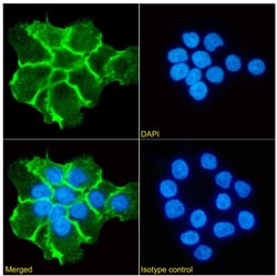 Invitrogen&trade;&nbsp;Zalutumumab Chimeric Recombinant Rabbit Monoclonal Antibody (2F8 (Zalutumumab; HuMax-EGFR))