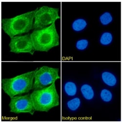Invitrogen CD98 Chimeric Recombinant Rabbit Monoclonal Antibody (EP3-1)
