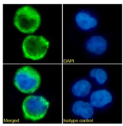 Invitrogen&trade;&nbsp;CD52 Chimeric Recombinant Rabbit Monoclonal Antibody (CF1D12)