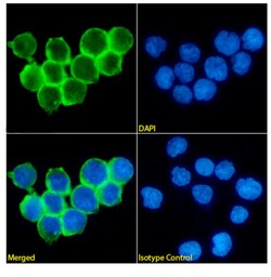 Invitrogen CD47 Chimeric Recombinant Rabbit Monoclonal Antibody (ZF1) 200