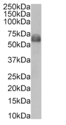 Invitrogen CD47 Chimeric Recombinant Rabbit Monoclonal Antibody (ZF1) 200