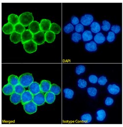 Invitrogen&trade;&nbsp;CD47 Chimeric Recombinant Rabbit Monoclonal Antibody (B6H12)