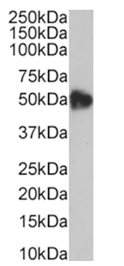 Invitrogen CD47 Chimeric Recombinant Rabbit Monoclonal Antibody (B6H12)