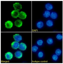 Invitrogen&trade;&nbsp;CD40 Chimeric Recombinant Rabbit Monoclonal Antibody (FGK45)
