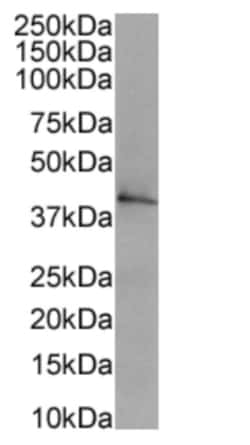 Invitrogen CD40 Chimeric Recombinant Rabbit Monoclonal Antibody (FGK45) 200 &mu;g | Buy Online | Invitrogen&trade; | Fisher Scientific